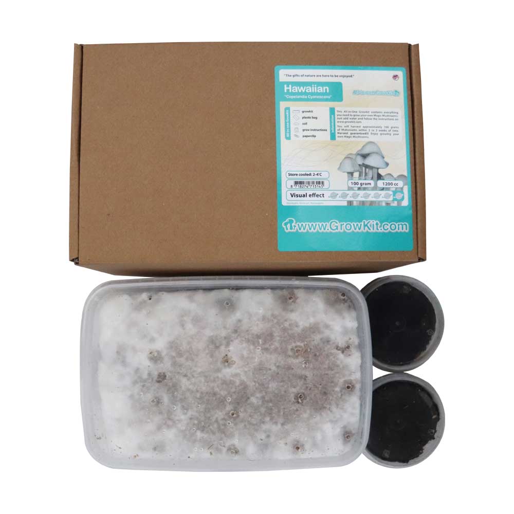 Hawaiian Magic Mushroom Growkit - 1200 cc (Psilocybe Copelandia) - 7SMART