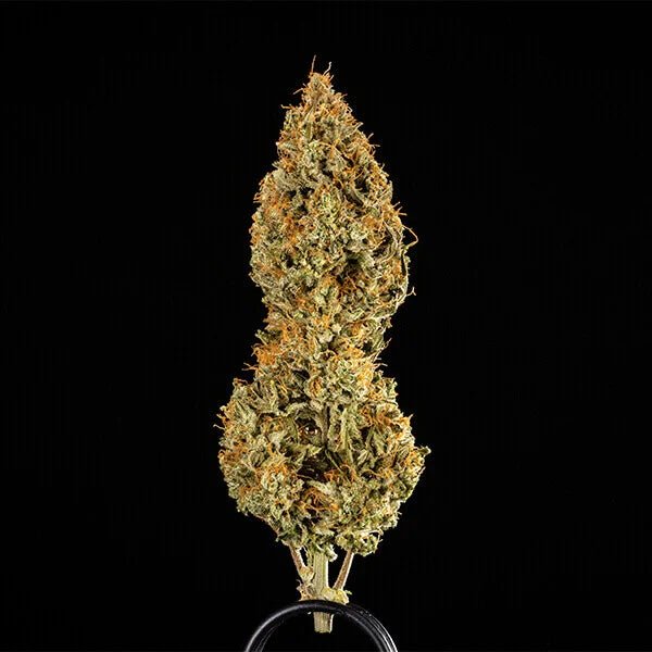 Royal Queen Seeds Medusa F1 - 7SMART