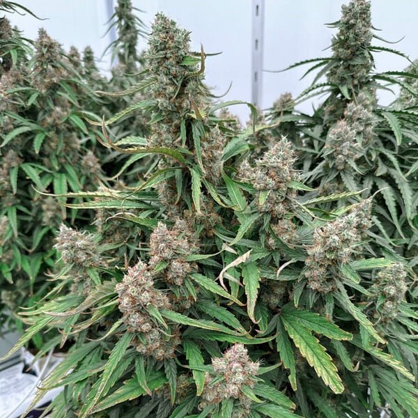 Royal Queen Seeds Medusa F1 - 7SMART