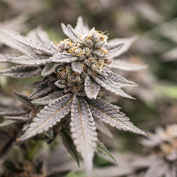 Royal Queen Seeds Dynamite Diesel - 7SMART