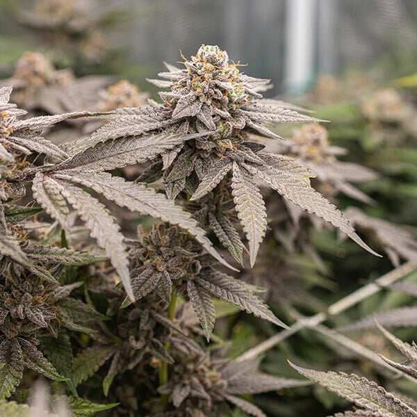 Royal Queen Seeds Dynamite Diesel - 7SMART