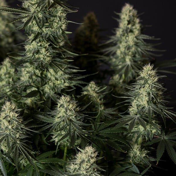 Royal Queen Seeds Punch Pie - 7SMART