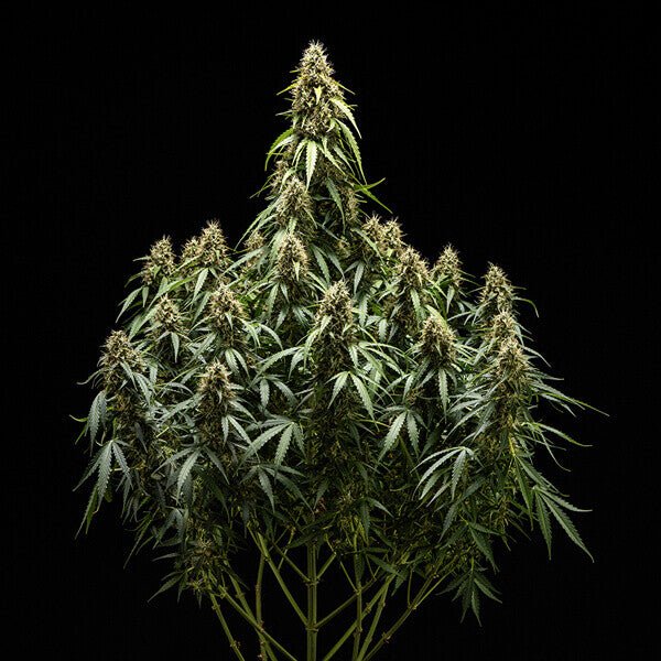 Royal Queen seeds Corkscrew Auto - 7SMART