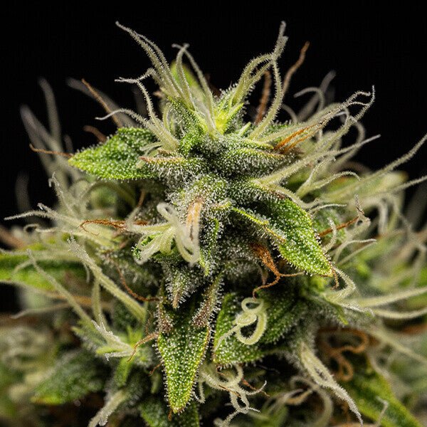 Royal Queen seeds Corkscrew Auto - 7SMART