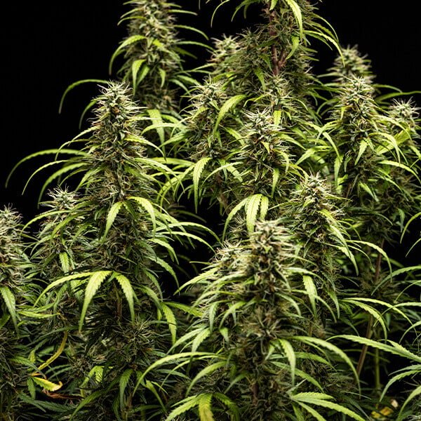 Royal Queen Seeds Goat’lato auto - 7SMART