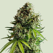 Royal Queen Seeds NYC Sour D Auto - 7SMART