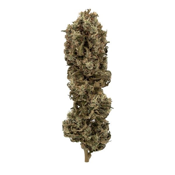 Royal Queen Seeds Cookies Gelato - 7SMART