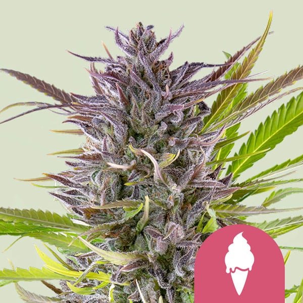 Royal Queen Seeds Green Gelato - 7SMART