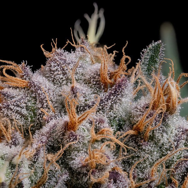 Royal Queen Seeds Lemon Shining Silver Haze - 7SMART
