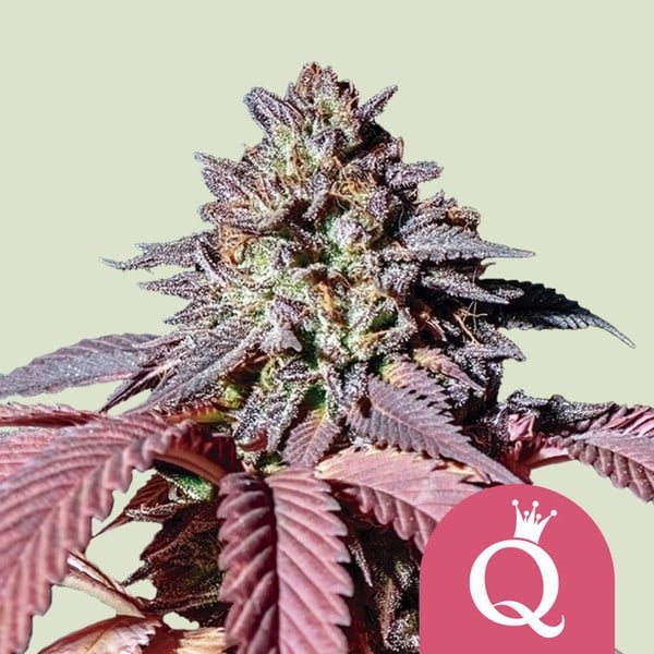 Royal Queen Seeds Purple Queen - 7SMART