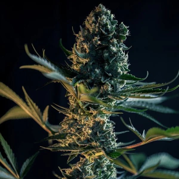 Royal Queen Seeds Royal Gorilla “Original Gorilla Glue” - 7SMART