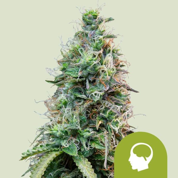 Royal Queen Seeds Amnesia Haze Auto - 7SMART