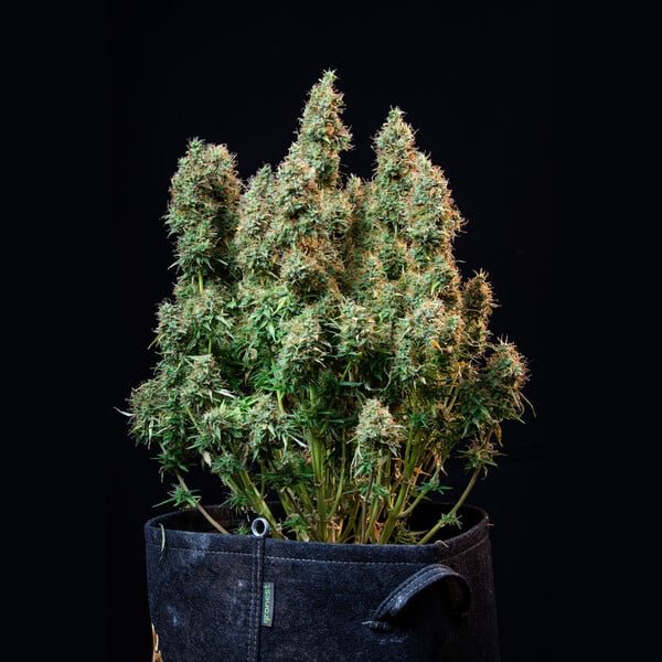 Royal Queen Seeds Amnesia Haze Auto - 7SMART