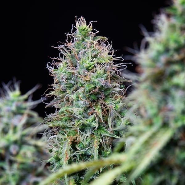 Royal Queen Seeds Amnesia Haze Auto - 7SMART