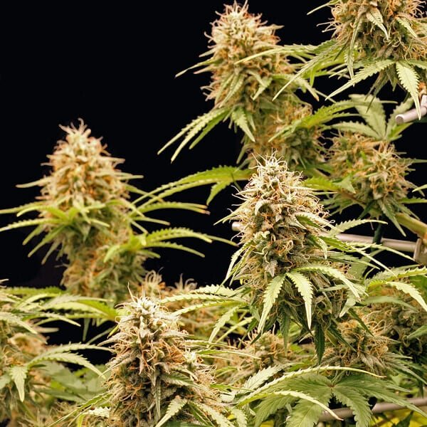 Royal Queen Seeds Amnesia Haze Auto - 7SMART