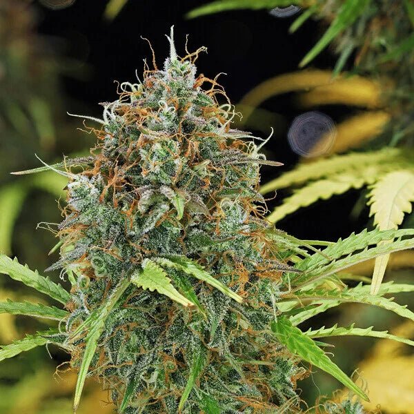 Royal Queen Seeds Amnesia Haze Auto - 7SMART