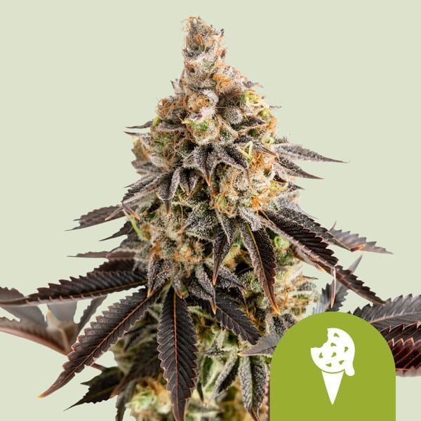 Royal Queen Seeds Cookies Gelato Auto - 7SMART