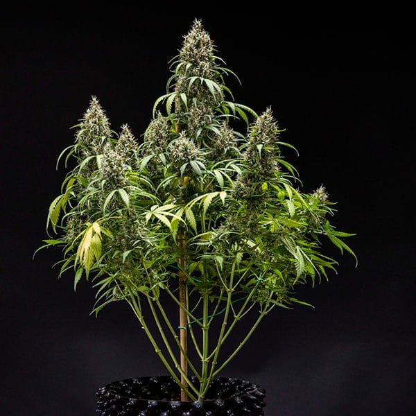 Royal Queen Seeds Cookies Gelato Auto - 7SMART