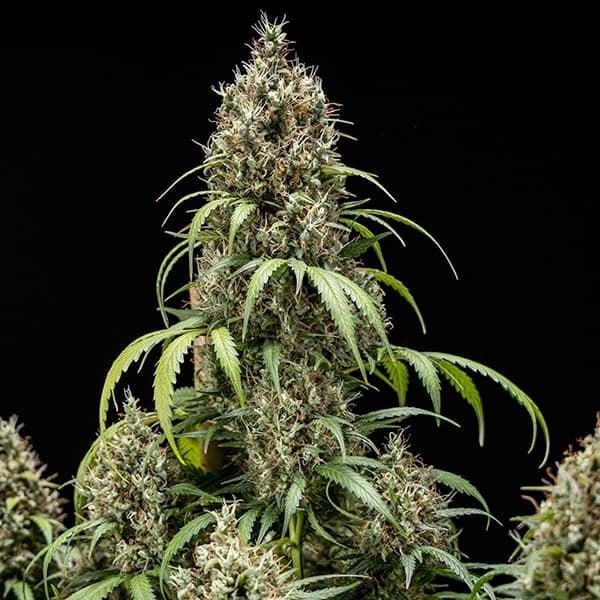 Royal Queen Seeds Cookies Gelato Auto - 7SMART