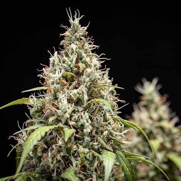 Royal Queen Seeds Cookies Gelato Auto - 7SMART