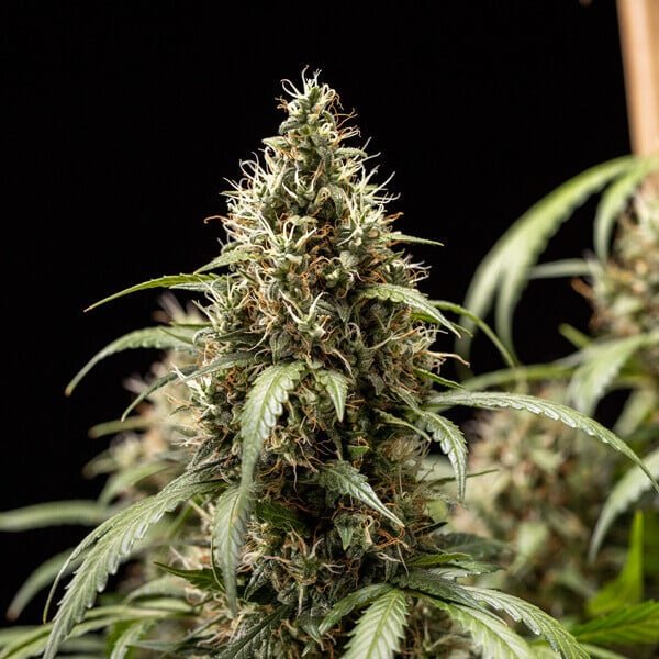 Royal Queen Seeds Cookies Gelato Auto - 7SMART