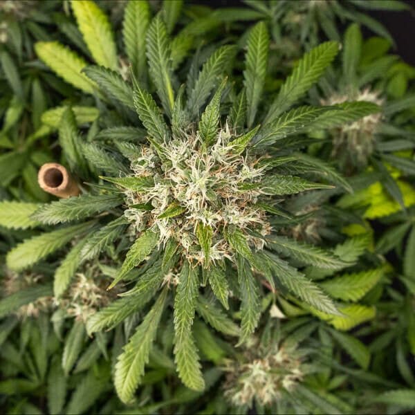 Royal Queen Seeds Cookies Gelato Auto - 7SMART