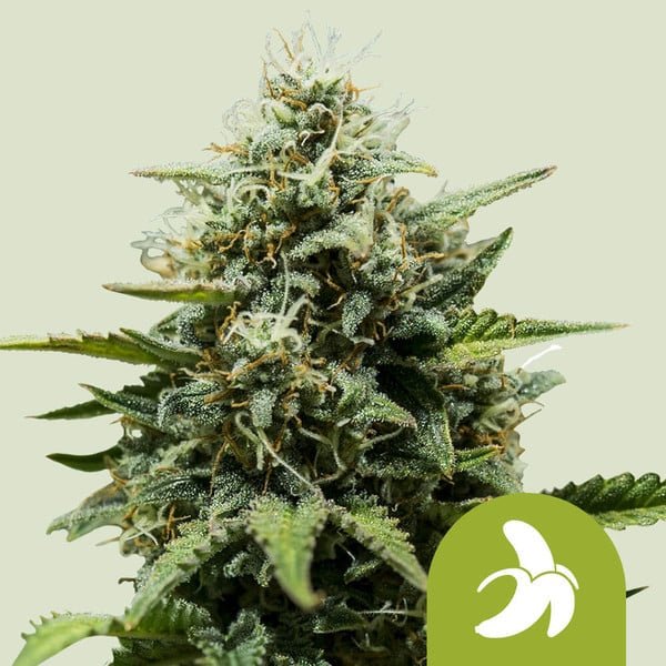 Royal Queen Seeds Fat Banana Auto - 7SMART