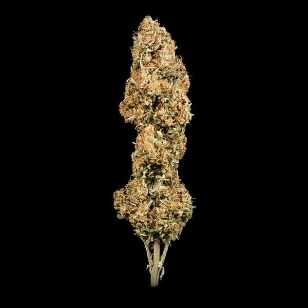 Royal Queen Seeds Green Gelato Auto - 7SMART