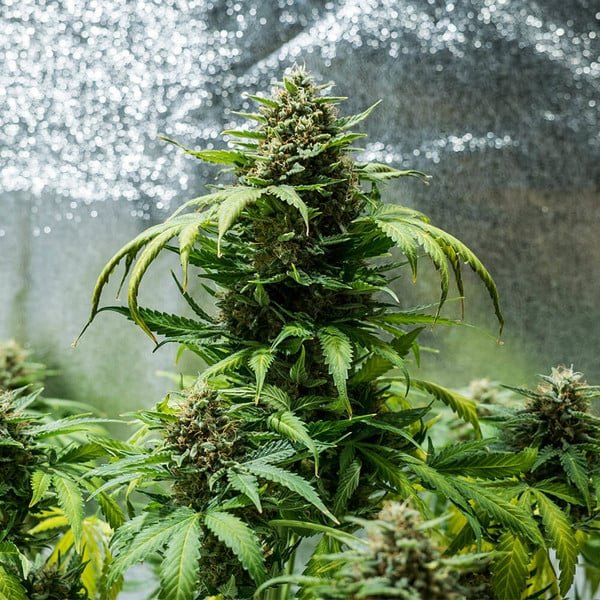 Royal Queen Seeds Green Gelato Auto - 7SMART