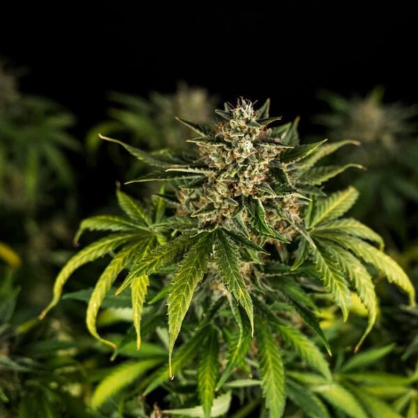 Royal Queen Seeds Green Gelato Auto - 7SMART