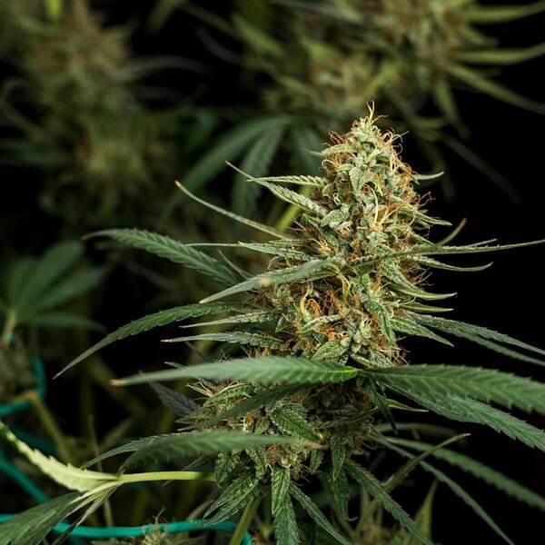 Royal Queen Seeds Hulkberry Auto - 7SMART