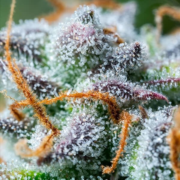 Royal Queen Seeds Northern Light Auto - 7SMART