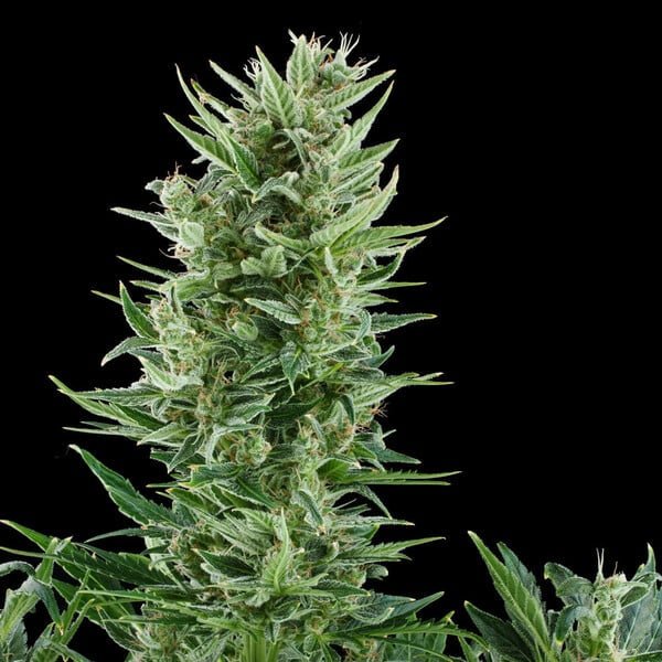 Royal Queen Seeds Quick One Auto - 7SMART