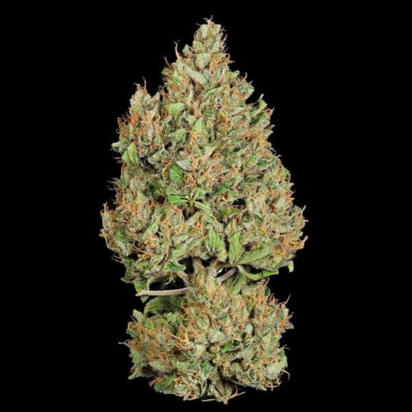Royal Queen Seeds Royal Cookies Auto - 7SMART