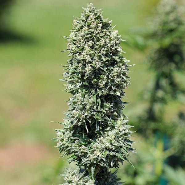 Royal Queen Seeds Royal Cookies Auto - 7SMART