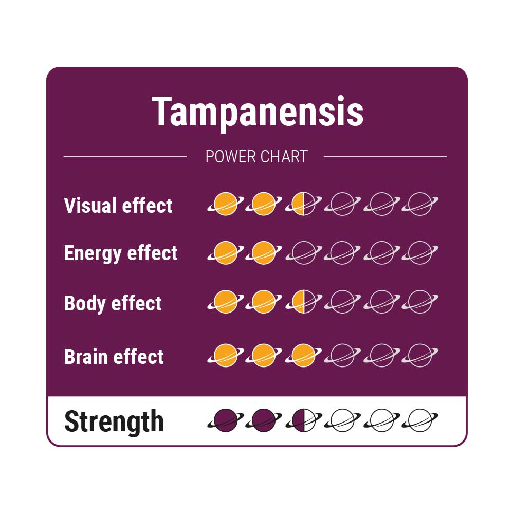 Tampanensis Magic Truffels - 15 gram - 7SMART